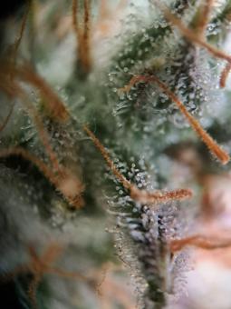 White Widow Auto - картинка 3