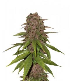 C4 Auto