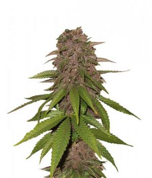 C4 Auto