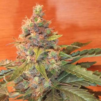 Sugar Black Rose Auto - картинка 1