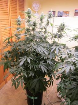 Original Glue Auto - картинка 5