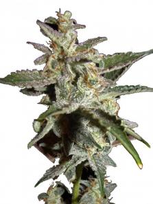 Grapefruit Auto