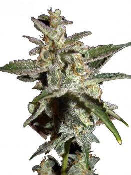 Grapefruit Matic Auto fem