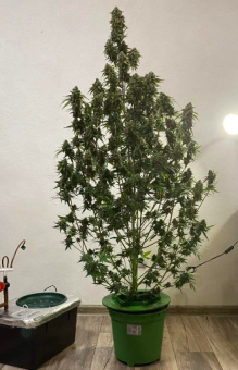 Exodus Cheese Auto - картинка 4