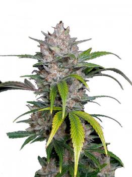 Pineapple Express Auto fem