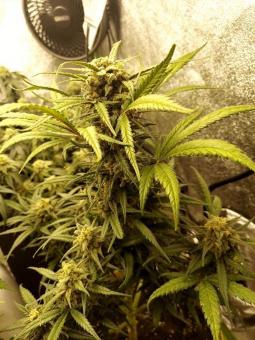 Trainwreck Auto - картинка 4