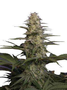 Auto Delicious Cookies