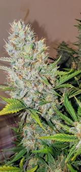 Apple Strudel Auto - картинка 2