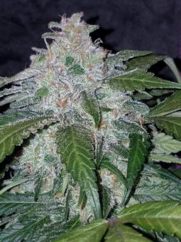 Tangie Auto - картинка 1