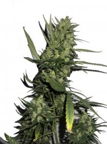 Six Shooter Auto
