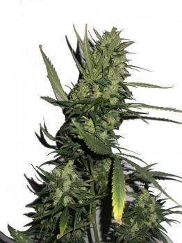 Six Shooter Auto fem