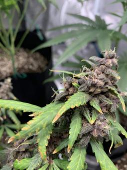 LSD-25 Auto - картинка 4