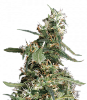 Arjan's Ultra Haze 1