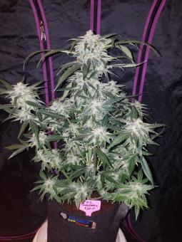 Tangie Auto - картинка 8