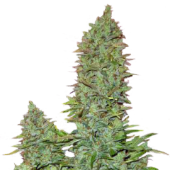 OGRE Auto
