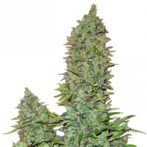 OGRE Auto fem