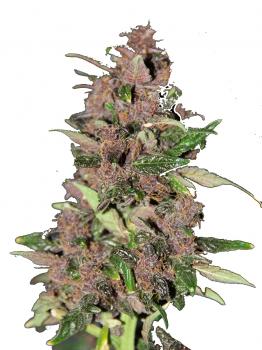 Auto Dark Purple