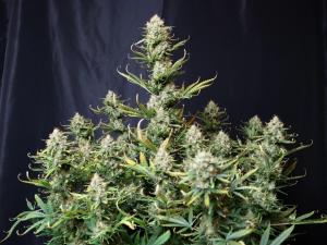 Tropical Zmoothie Auto