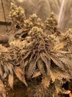 Watermelon Zkittlez - картинка 2