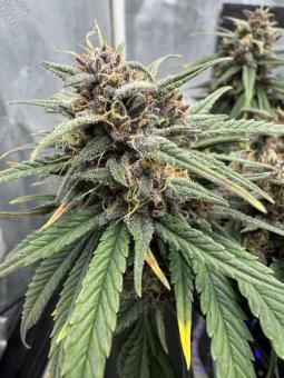 Tropicana Cookies Auto - картинка 4