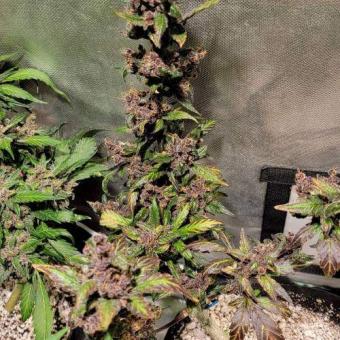 Devil Cream Auto - картинка 2