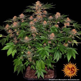 Purple Punch Auto - картинка 2