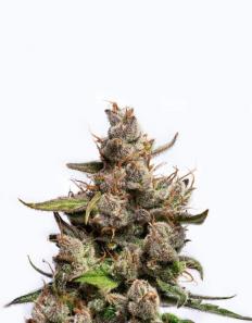 Purple Lemonade Auto