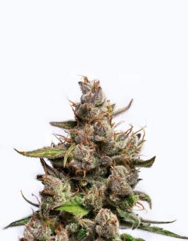 Purple Lemonade Auto fem