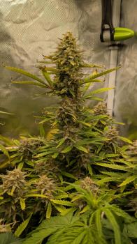 Auto Gelato