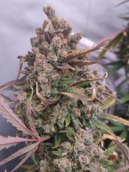 Pineapple Express Auto - картинка 1