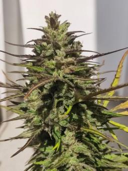 Cinderella Auto - картинка 4