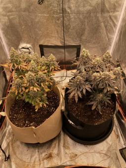 Watermelon Zkittlez - картинка 1