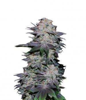 Blackberry Auto fem