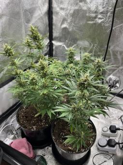 Cream Cookies Auto - картинка 2