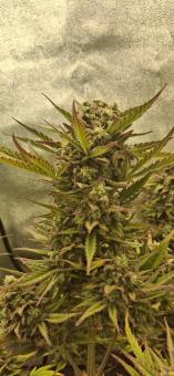 Cream Mandarine XL Auto - картинка 2