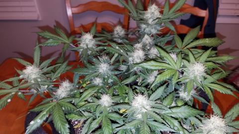 Super OG Kush - картинка 1