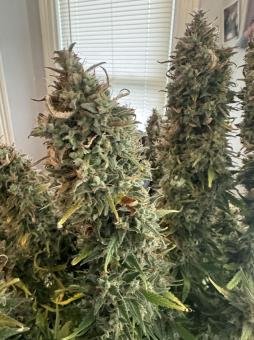 Wedding Glue Auto - картинка 1