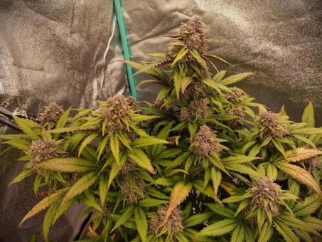 Orange Sherbet Auto - картинка 3