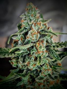 Gorilla Zkittlez Auto - картинка 7