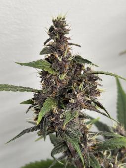 LSD-25 Auto - картинка 1