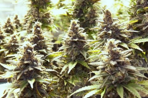 Purple Urkle - картинка 4