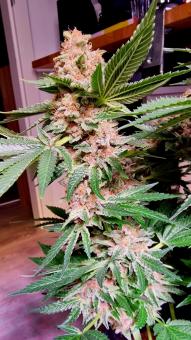 Black Cherry Punch - картинка 2