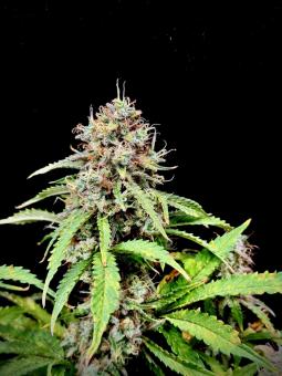 Gorilla Cookies Auto - картинка 1