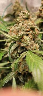 White Widow - картинка 9