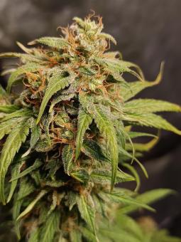 Super Lemon Haze Auto - картинка 2