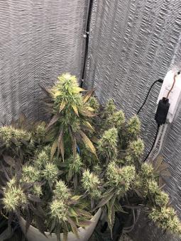 White Widow Auto - картинка 2