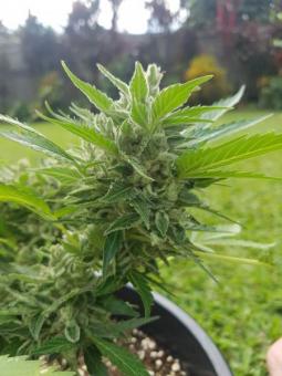 Sticky Fingers Auto - картинка 8