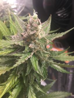 Green Poison - картинка 2